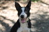adoptable Dog in  named Kidd