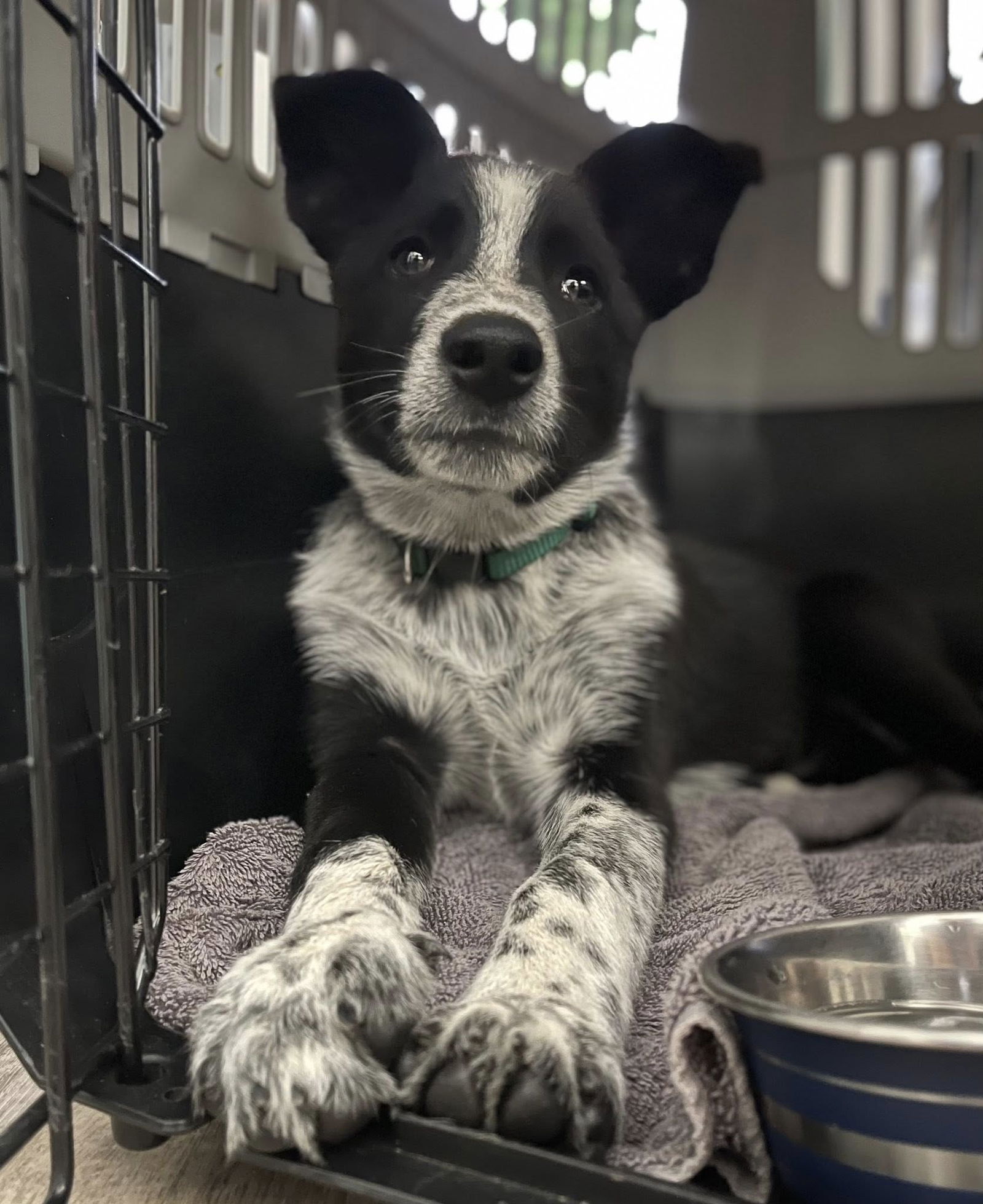 adoptable Dog in Paso Robles, CA named Milo