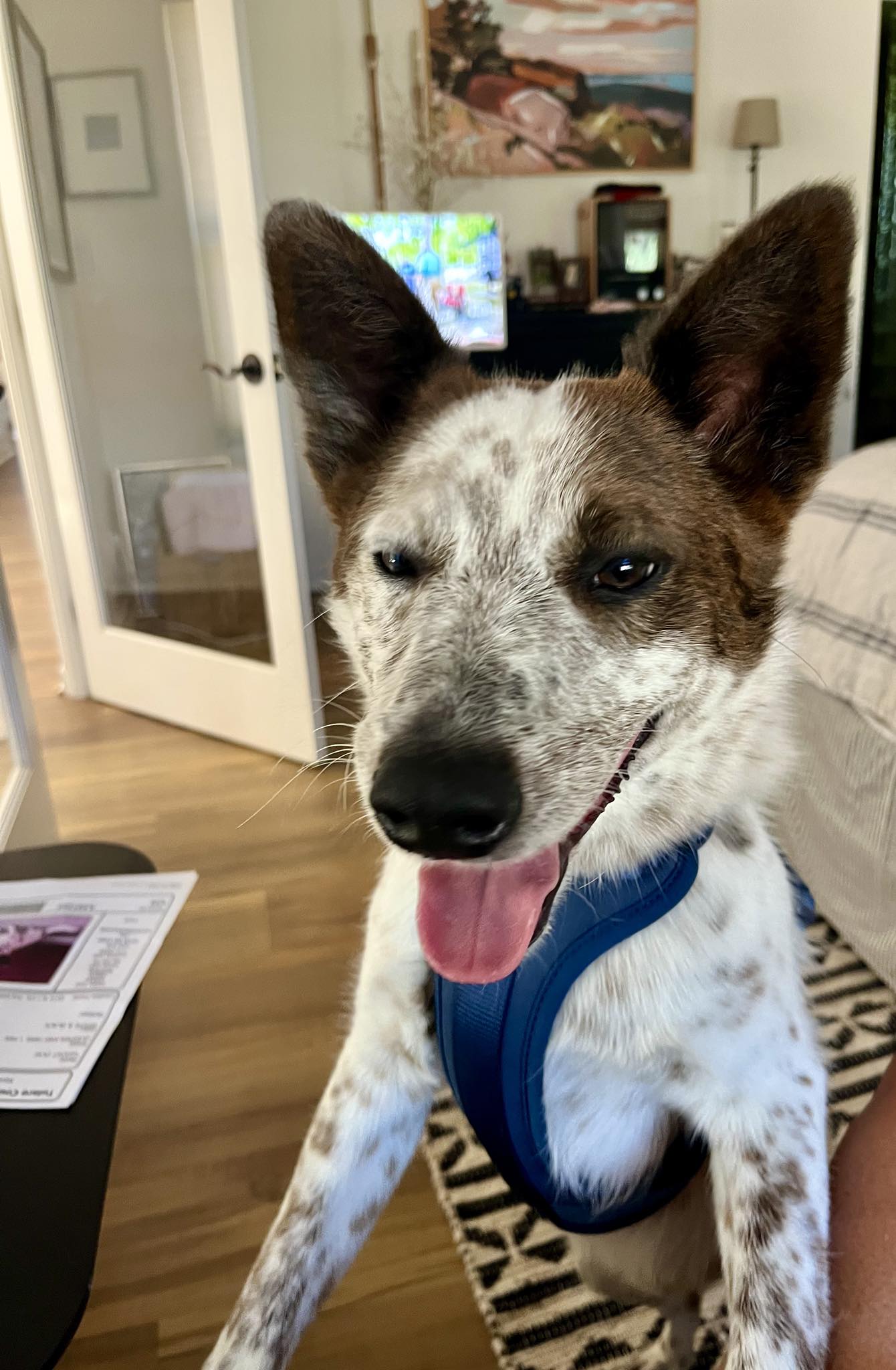 adoptable Dog in Paso Robles, CA named Hunter
