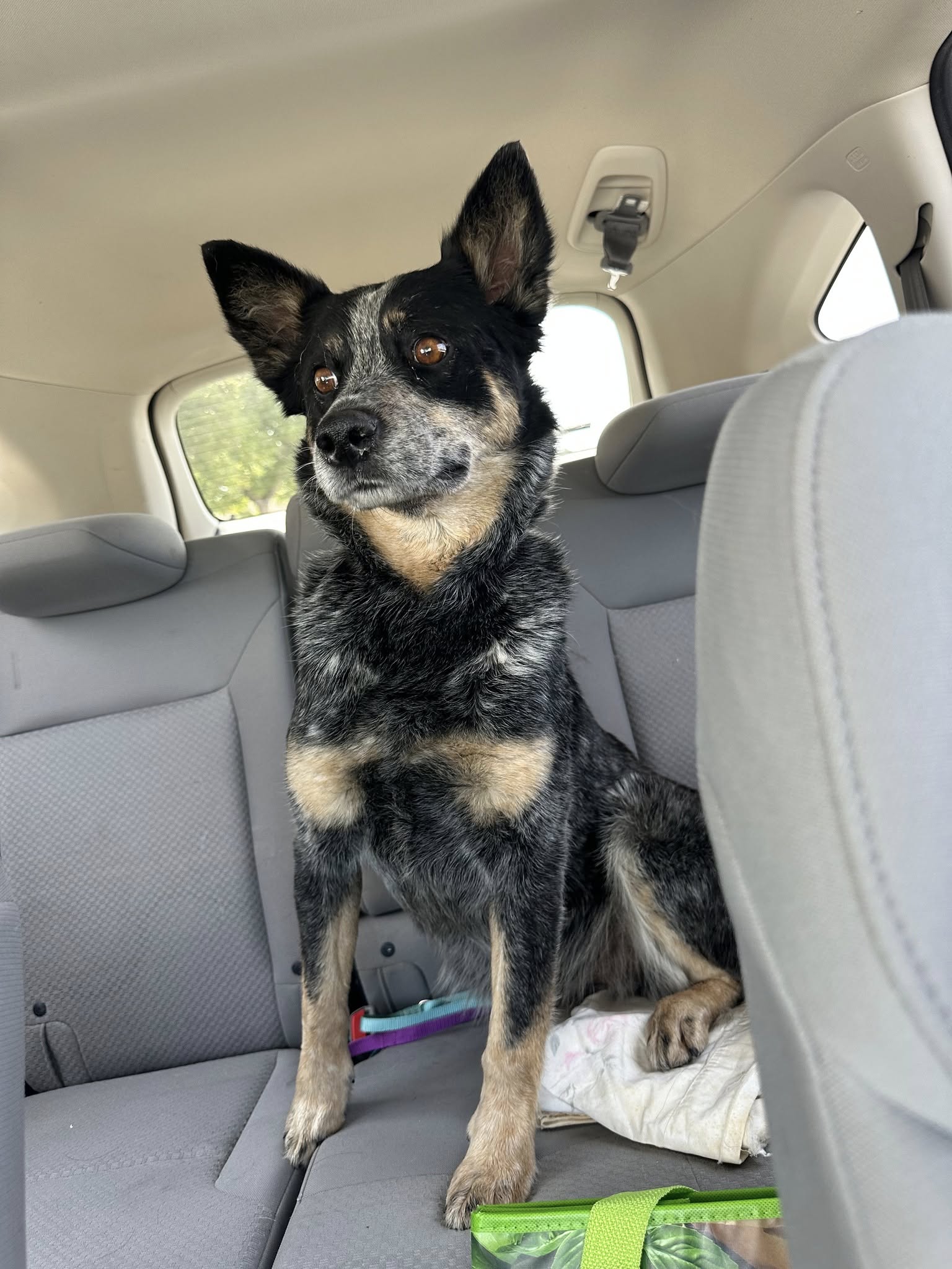 adoptable Dog in Paso Robles, CA named Rally