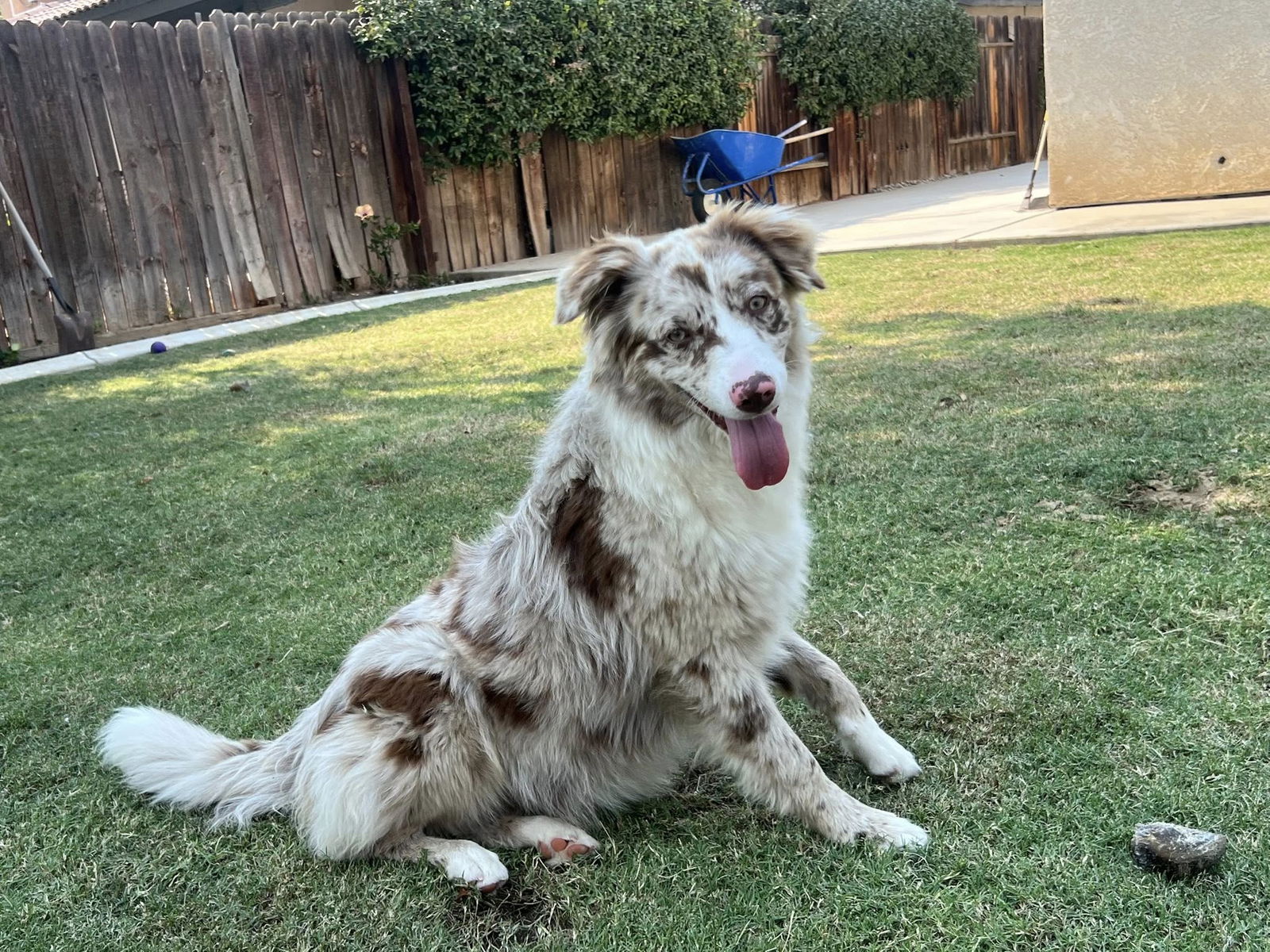 adoptable Dog in Paso Robles, CA named Candy