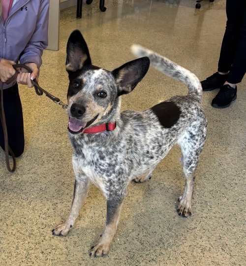 picture of the dog needing adoption