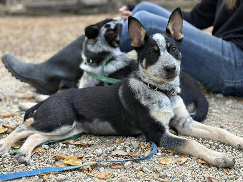 picture of the dog needing adoption