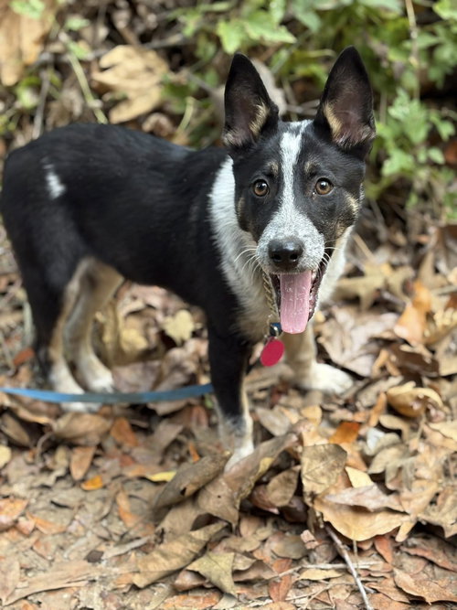 picture of the dog needing adoption