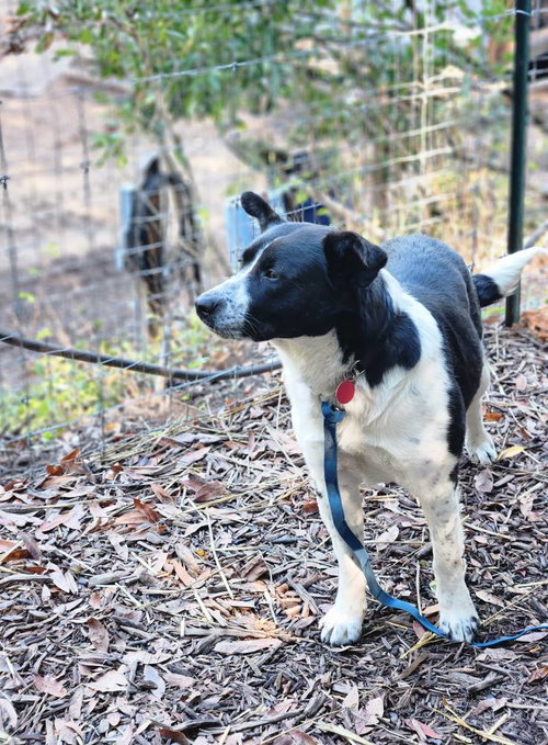 OLIVIA - Australian Cattle Dog/Blue Heeler available for adoption