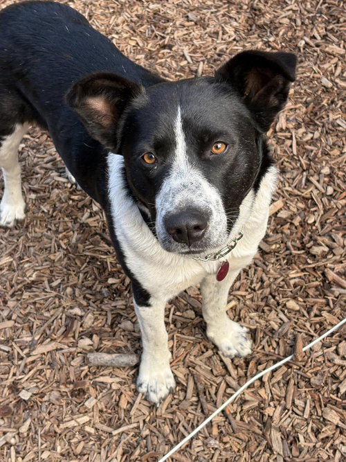 picture of the dog needing adoption