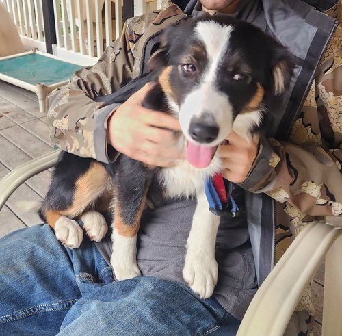 picture of the dog needing adoption