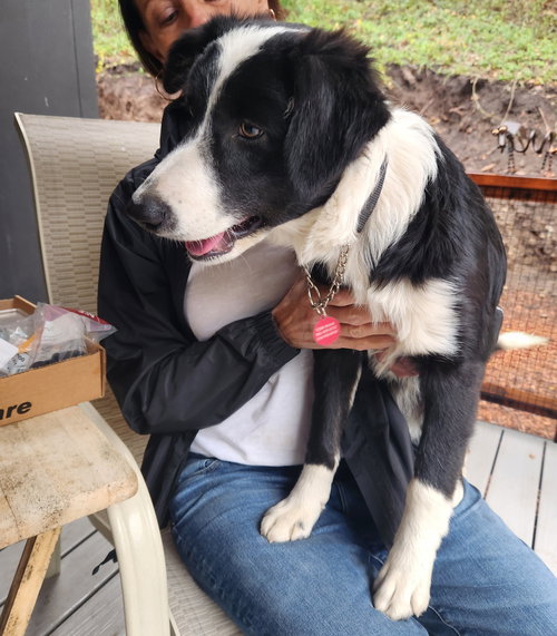picture of the dog needing adoption