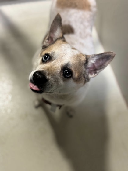 picture of the dog needing adoption
