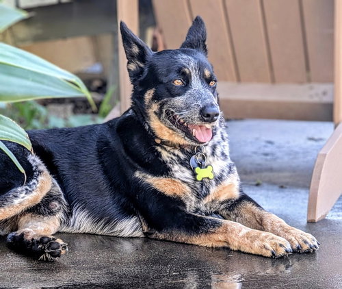 picture of the dog needing adoption