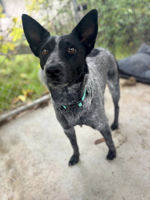 picture of the dog needing adoption