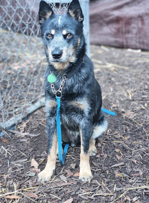 picture of the dog needing adoption