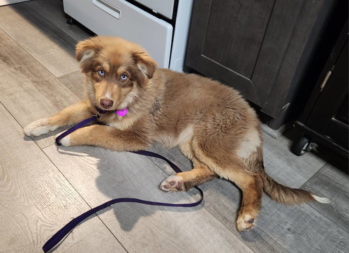 picture of the dog needing adoption