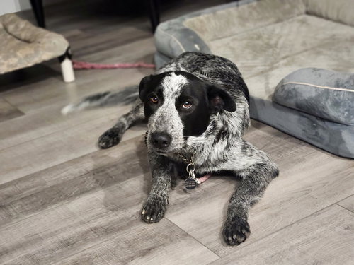 picture of the dog needing adoption