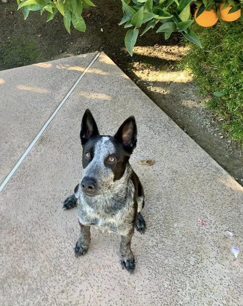 picture of the dog needing adoption