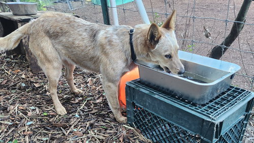 picture of the dog needing adoption