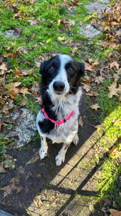 picture of the dog needing adoption