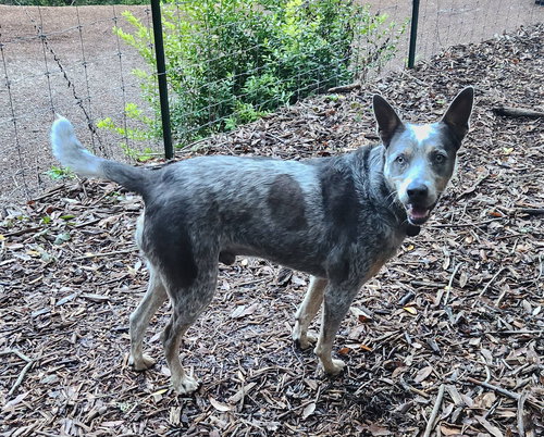 picture of the dog needing adoption
