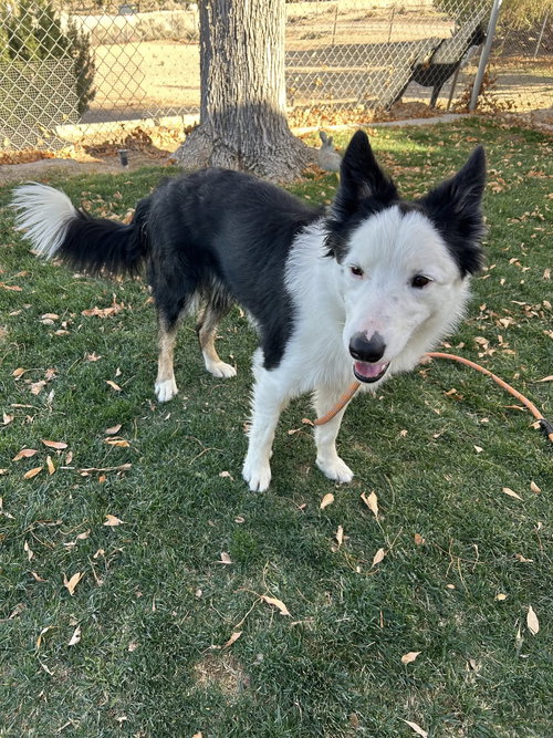 picture of the dog needing adoption