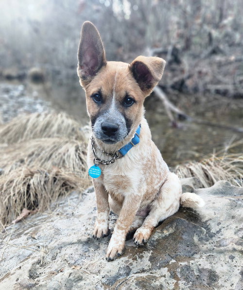 picture of the dog needing adoption