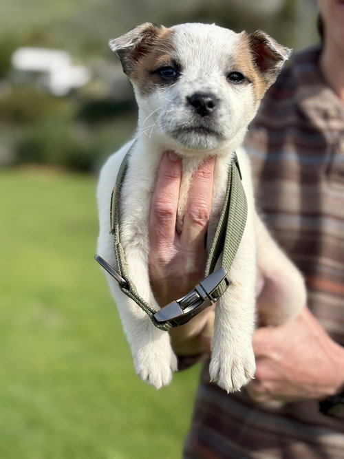 picture of the dog needing adoption