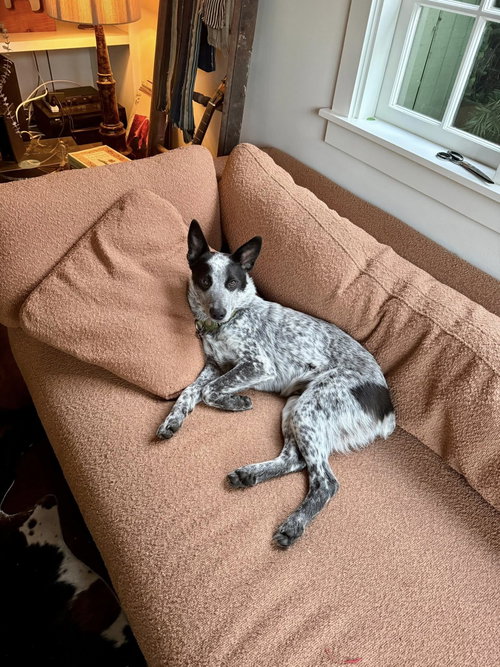 picture of the dog needing adoption