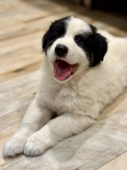 picture of the dog needing adoption