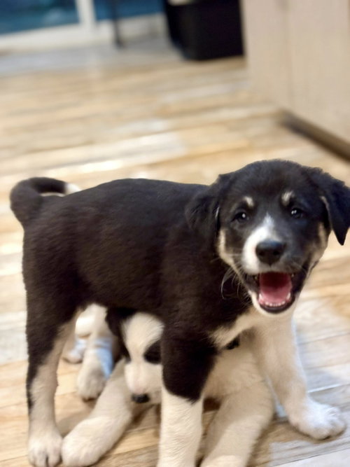 picture of the dog needing adoption