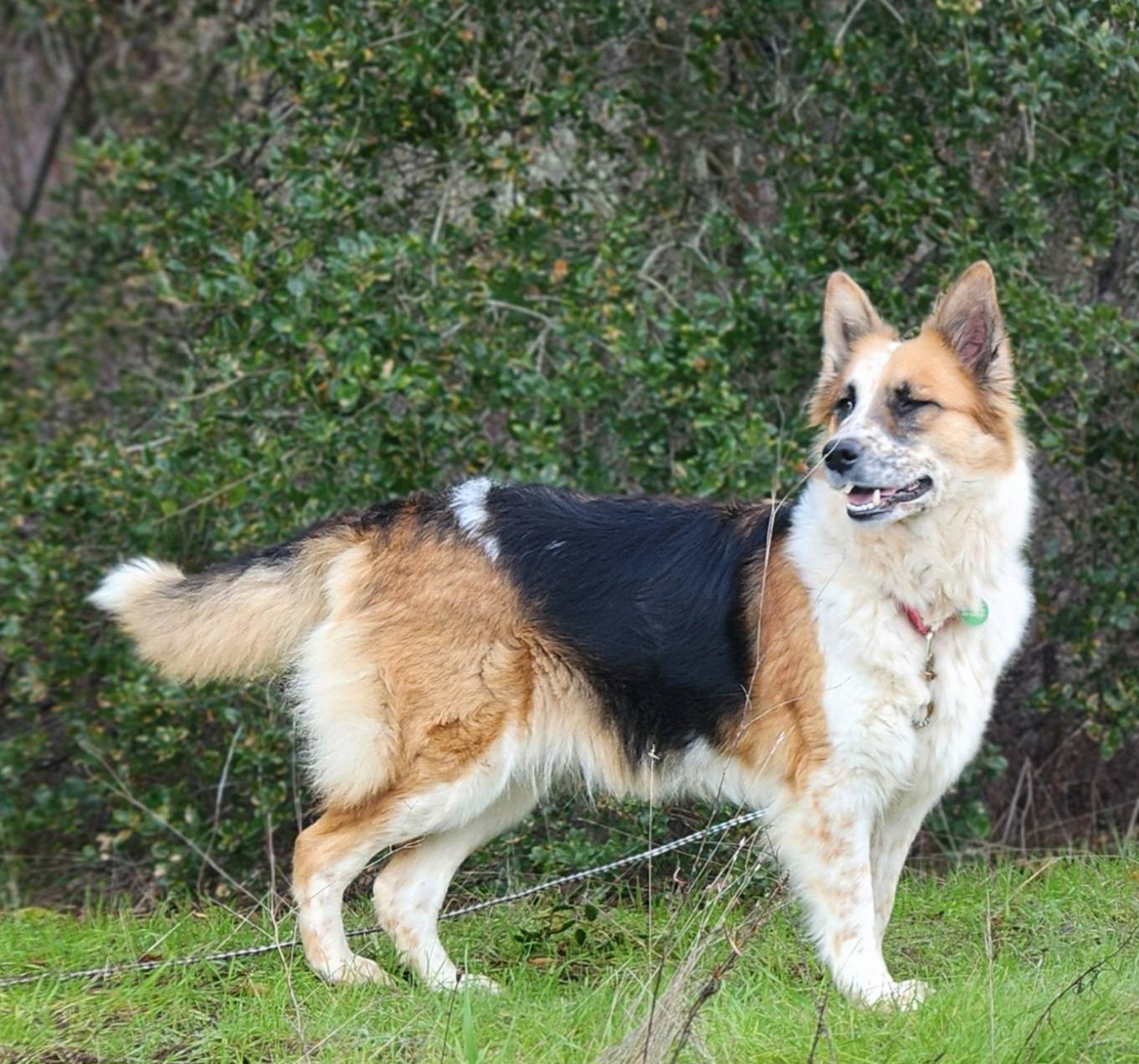 Chica Image