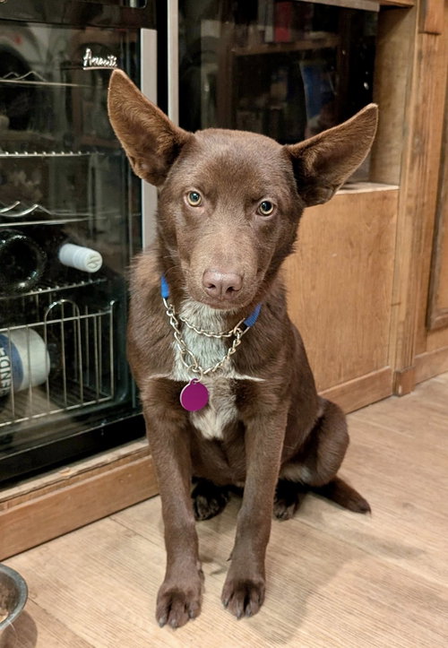 picture of the dog needing adoption