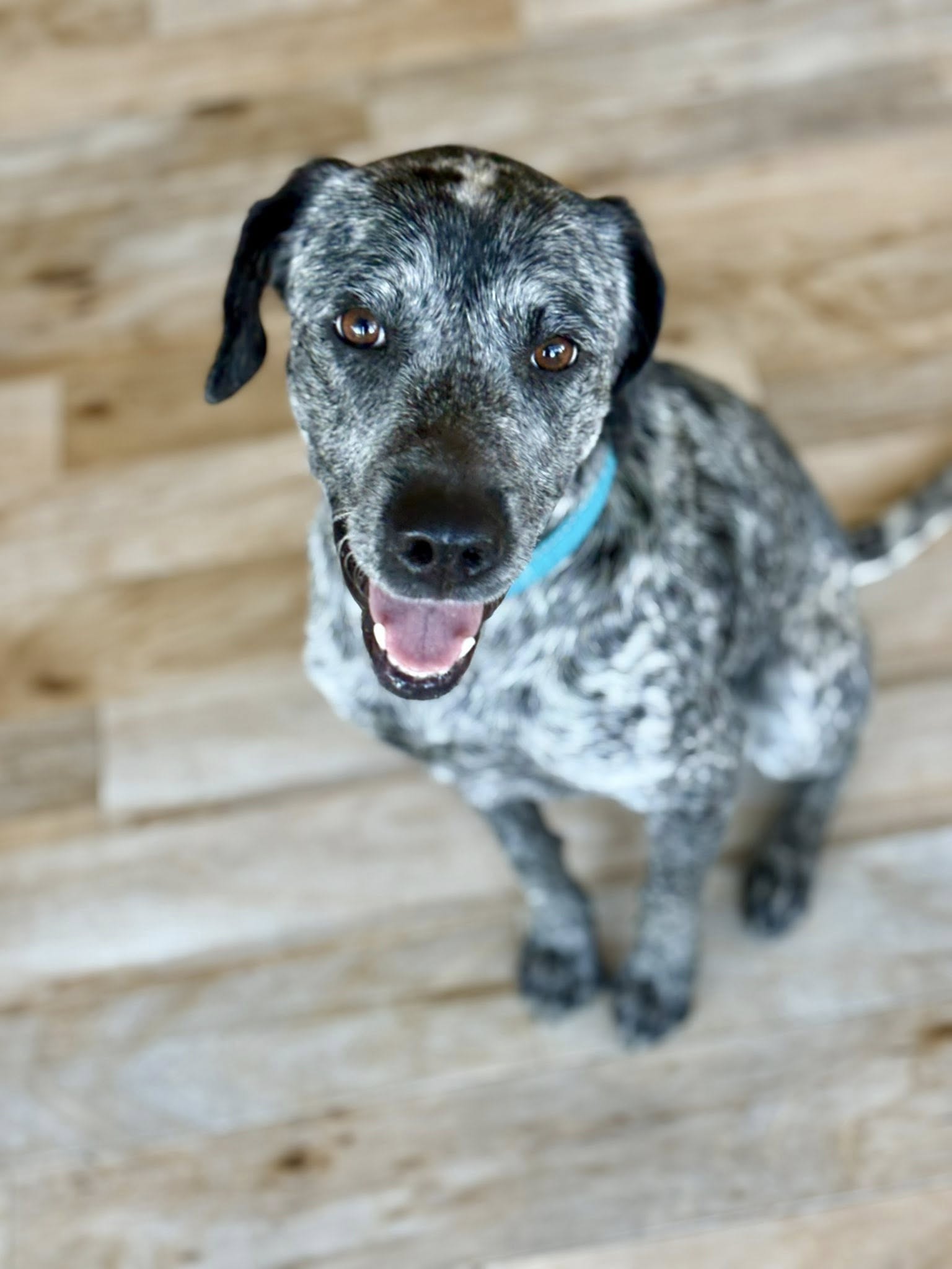 Australian Cattle Dog