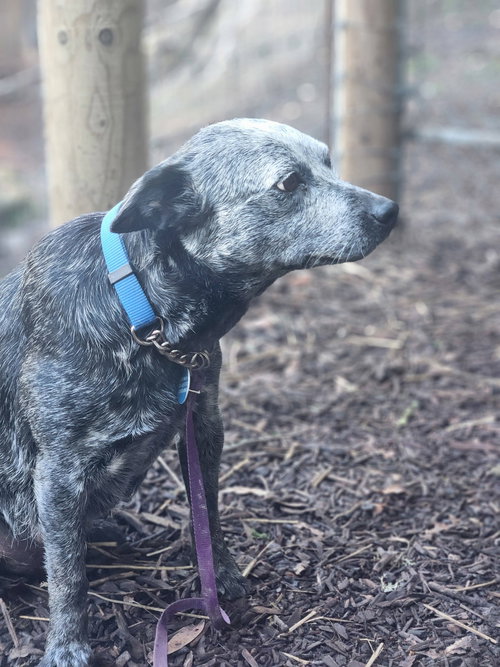 picture of the dog needing adoption