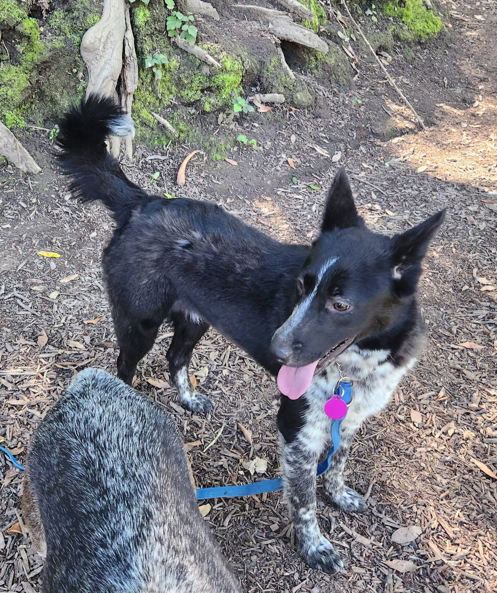 Australian Cattle Dog