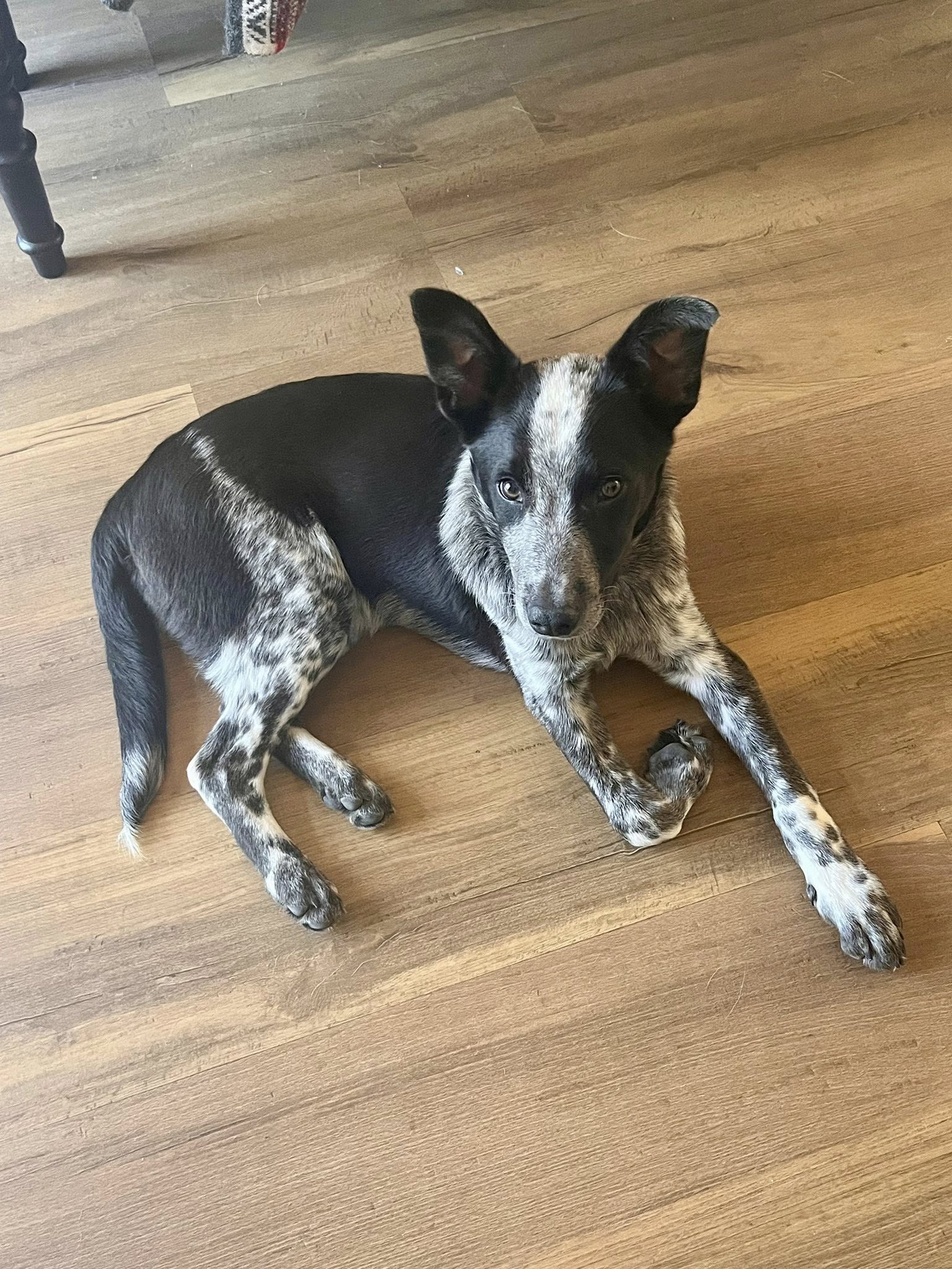 Australian Cattle Dog