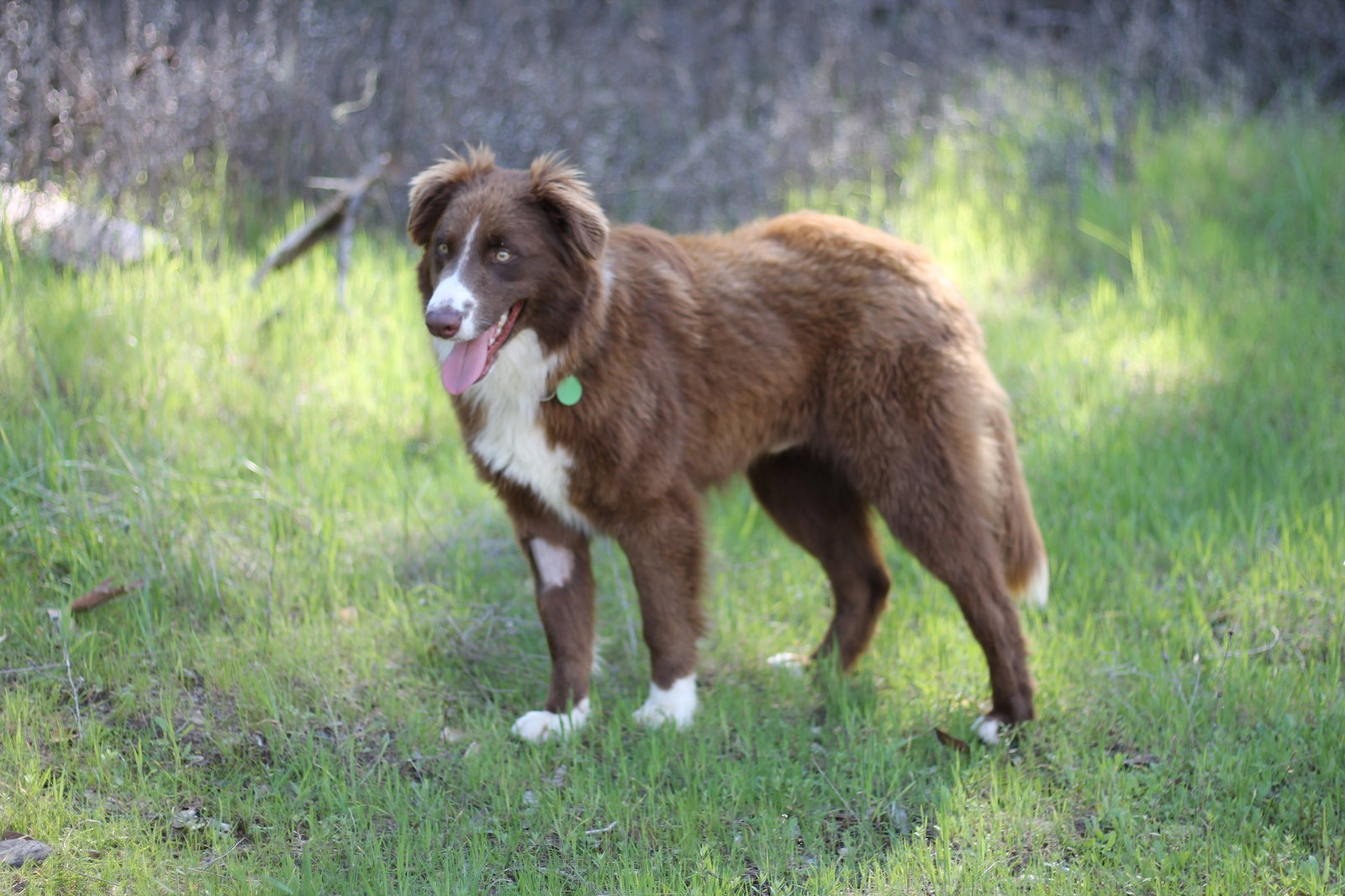 Border Collie