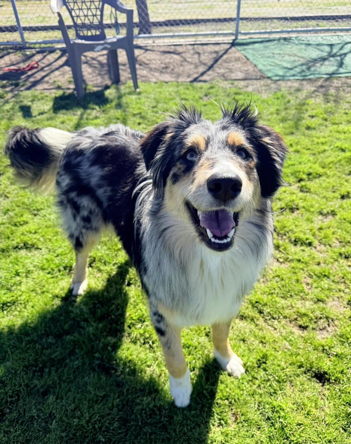 Border Collie