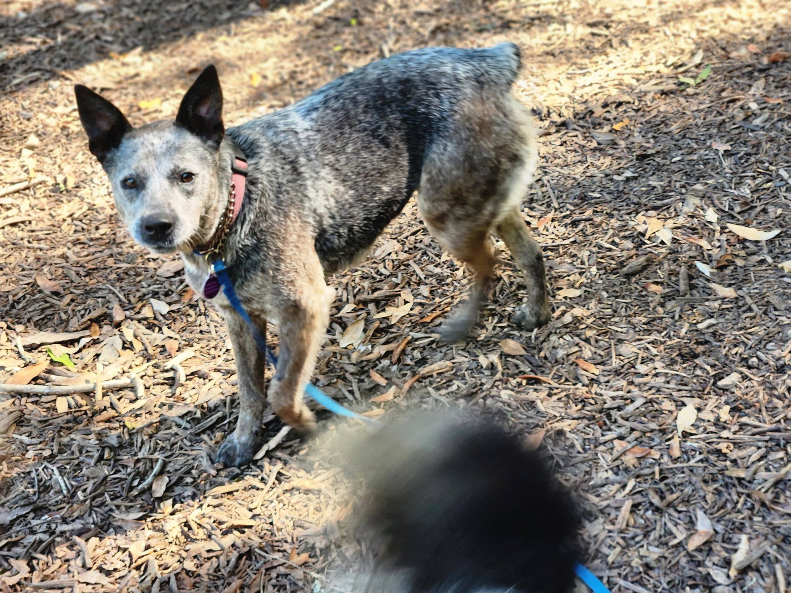 Australian Cattle Dog