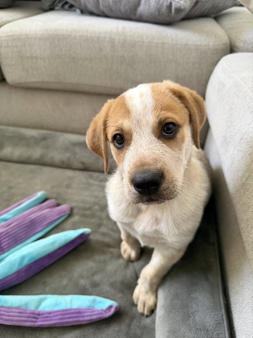 picture of the dog needing adoption