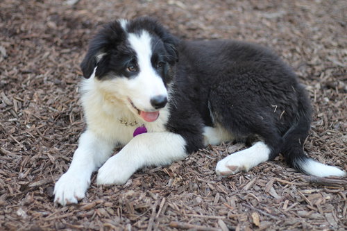 picture of the dog needing adoption