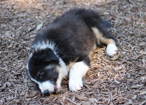 picture of the dog needing adoption