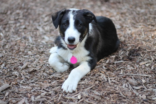 picture of the dog needing adoption