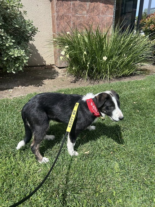picture of the dog needing adoption