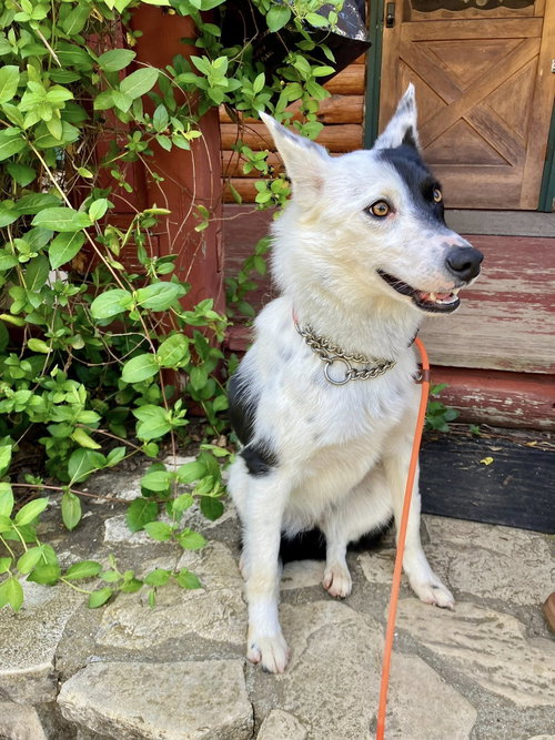 picture of the dog needing adoption