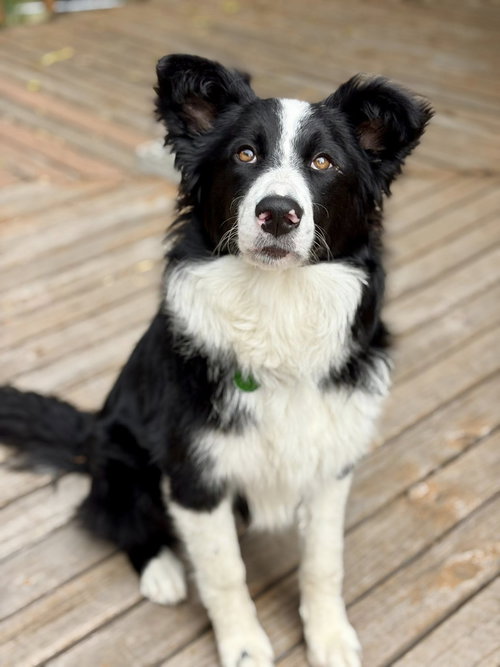Haiku, an adoptable Border Collie in Paso Robles, CA