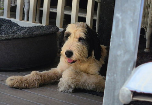 Reba, an adoptable Old English Sheepdog in Paso Robles, CA