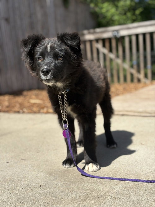 picture of the dog needing adoption