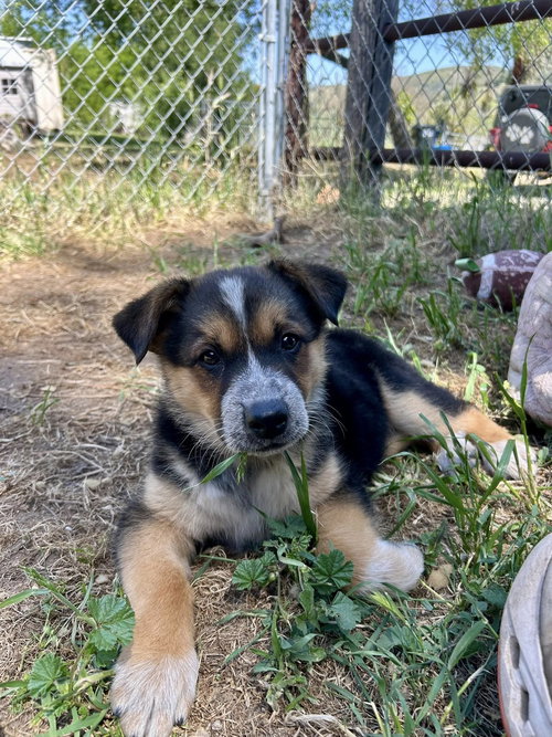 Dash, an adoptable Australian Cattle Dog in Paso Robles, CA