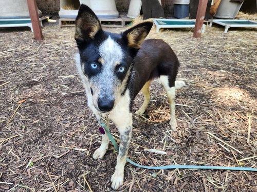 Rocky, an adoptable Australian Cattle Dog in Paso Robles, CA