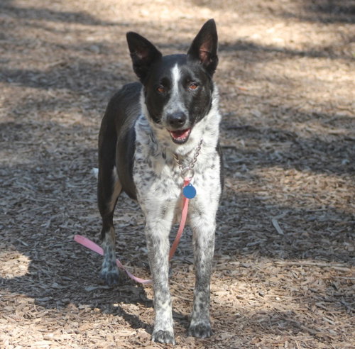 Heidi, an adoptable Australian Cattle Dog in Paso Robles, CA