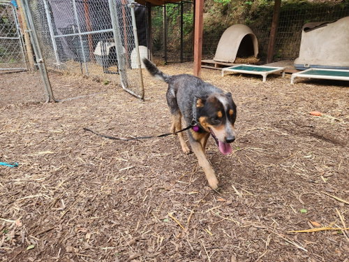 Ruger, an adoptable Australian Cattle Dog in Paso Robles, CA